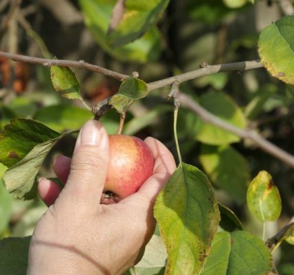 Choroby jabłoni i ich kontrola – jak rozpoznać i zwalczać parch jabłoni