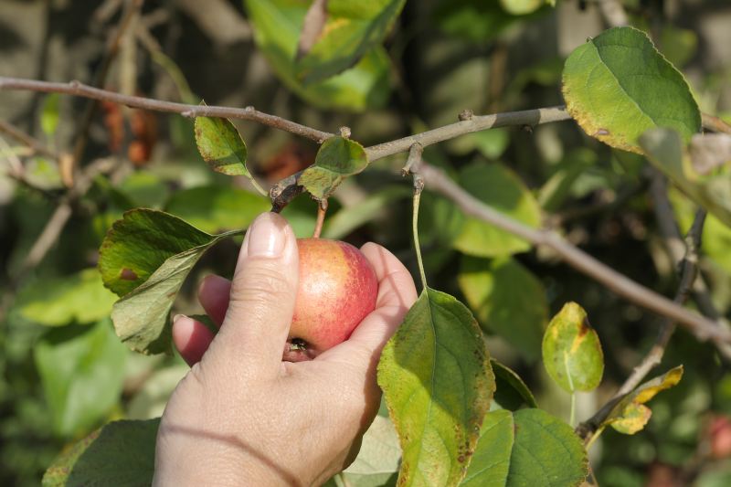 Choroby jabłoni i ich kontrola – jak rozpoznać i zwalczać parch jabłoni