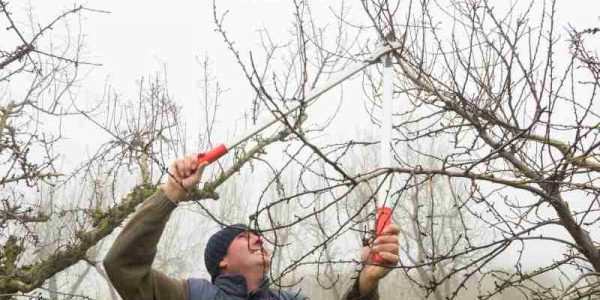 Jak i kiedy przycinamy jabłonie - porady dotyczące zabiegów w okresie zimowym i wiosennym