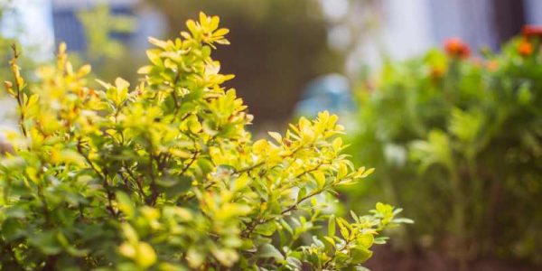 Złocień pospolity - jak hodować tę niezwykłą bylinę w domowym ogrodzie i gdzie znajduje zastosowanie