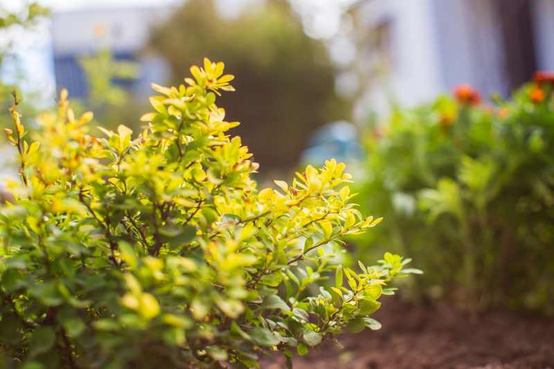 Złocień pospolity - jak hodować tę niezwykłą bylinę w domowym ogrodzie i gdzie znajduje zastosowanie