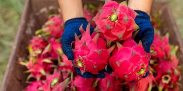 Odkryj 10 nadzwyczajnych odmian rododendronów idealnych do Twojego ogrodu - Porady wyboru Aktualne ceny drewna do palenia i budowy w listopadzie 2023 - Przegląd rynkowy