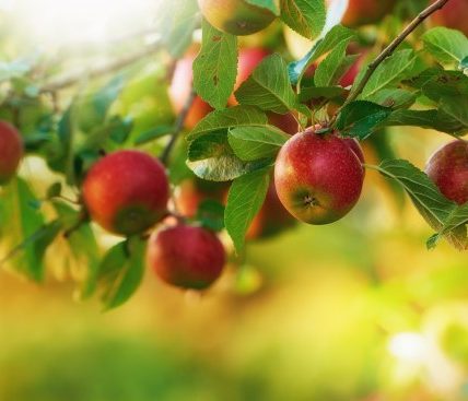 Pielęgnacja i uprawa nowoczesnych odmian drzew jabłoniowych w ogrodzie przydomowym – przegląd popularnych odmian